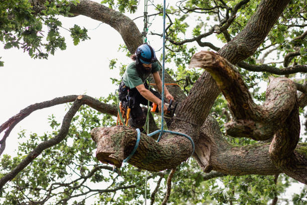 Best Tree Risk Assessment  in Web, AL